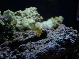 Post A Pic Of Your Fish And Rate Fish Above You