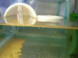 Betta Fry