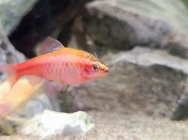 Photos of my barbs