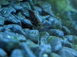 Black shrimp, how on earth????