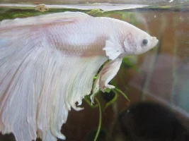 Opal has fin rot?