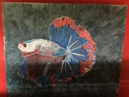 My new beta fish