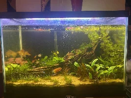 5 Planted Tanks