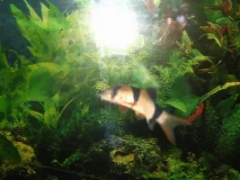 clown loach bent