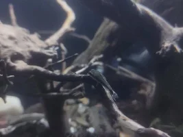 My ~15 gallon fish tank project