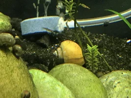 Snail shell deteriorate