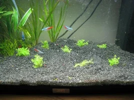 My Rekord 60