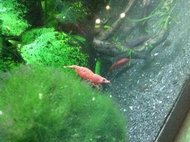 Cherries, all female?