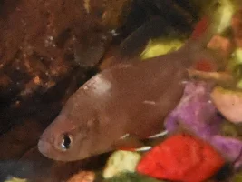 Concerned about Rosy Tetra