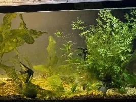 Green algae has attacked my favorite plant