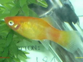 Platies and Swordy