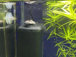 Chilli Rasbora activity