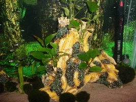 Plants... How Do I Do This?