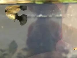 NOT an emergency, white growth on guppy
