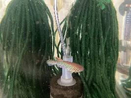 Fundulopanchax gardneri .