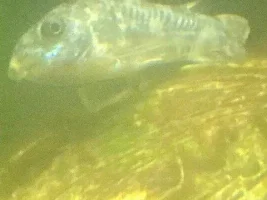 Can corydoras die from gravel?