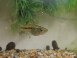 Some Of My Livebearer Tanks