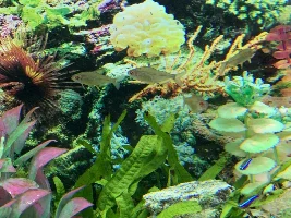 2 lemon tetras dead in 24hrs no obvious signs