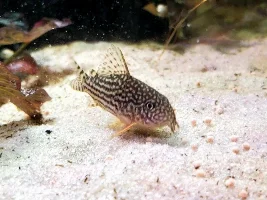 Planted 40g Aquarium Journal