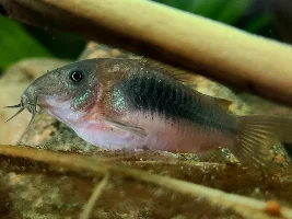 Cories, lots of cories.