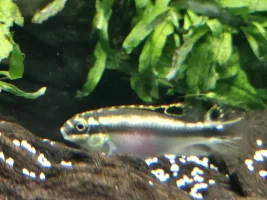 Help with sexing juvenile Kribs