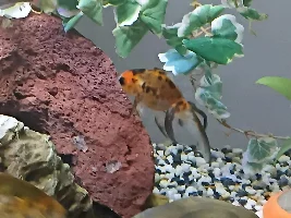 2 chasing
