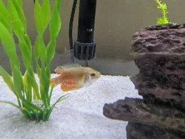 Gourami Fin Rot or Fin Nipping?