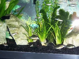 some pics of my little gang