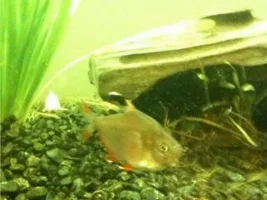 Fish In Need Of New Home/s - £10 The Lot