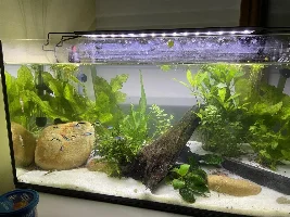 Lazzy Otocinclus Dwarf Catfish