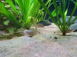 Planted 40g Aquarium Journal