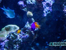 Saltwater pics
