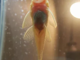 Signs my fish has worms?