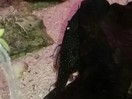 Pleco rash?