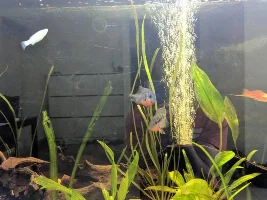 Firemouths not pairing up