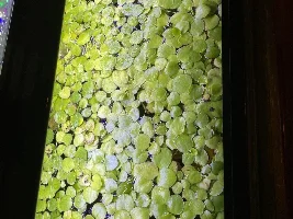 Frog bit growing nice