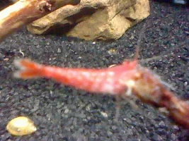 Cherry shrimp