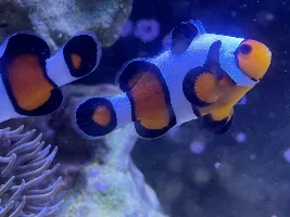 what is the easiest saltwater fish to take care of in your opinion