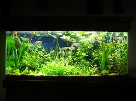 Photos of renovated planted tank