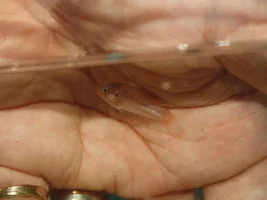 Hongkong paradise fish