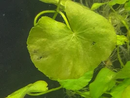 Plants and stunted growth