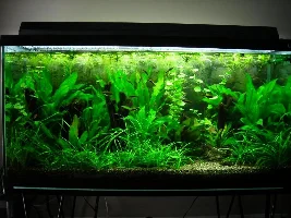 Large 150cm * 150cm * 50cm tank (1125L) Stocking