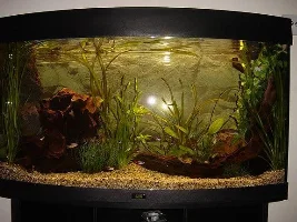 Taking Great Fish Photos (How To)