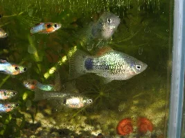 Pseudo gravidity spot of platy male