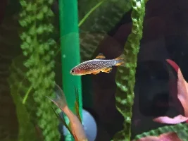 Daize's 120L Soil Tank