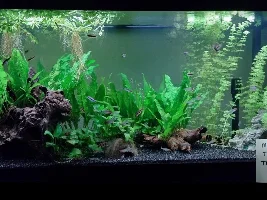 VOTE NOW - May 2024 Tank of the Month Contest (31 gal & larger)