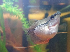 Fat bloated gourami  need info