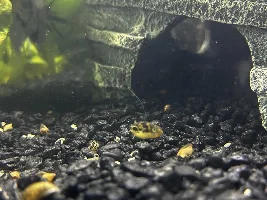 Pea puffer (dwarf puffer) male or female??