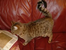 What Is This Cat?