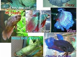 BETTA PICS